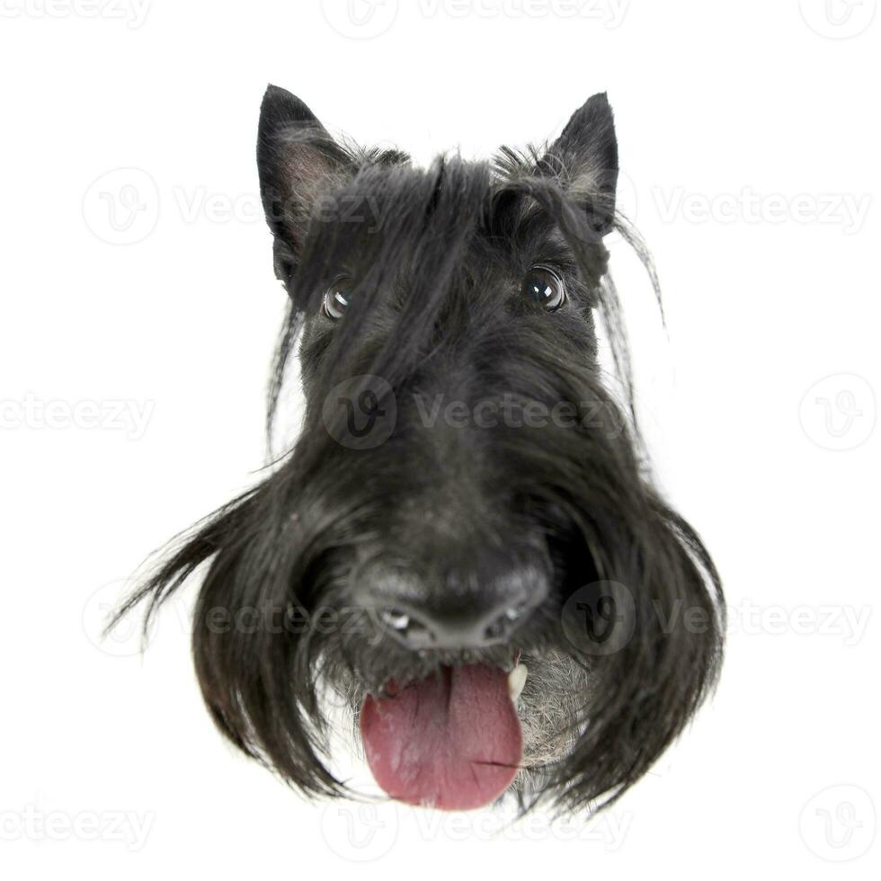 Wide angle shot of an adorable Scottish terrier photo