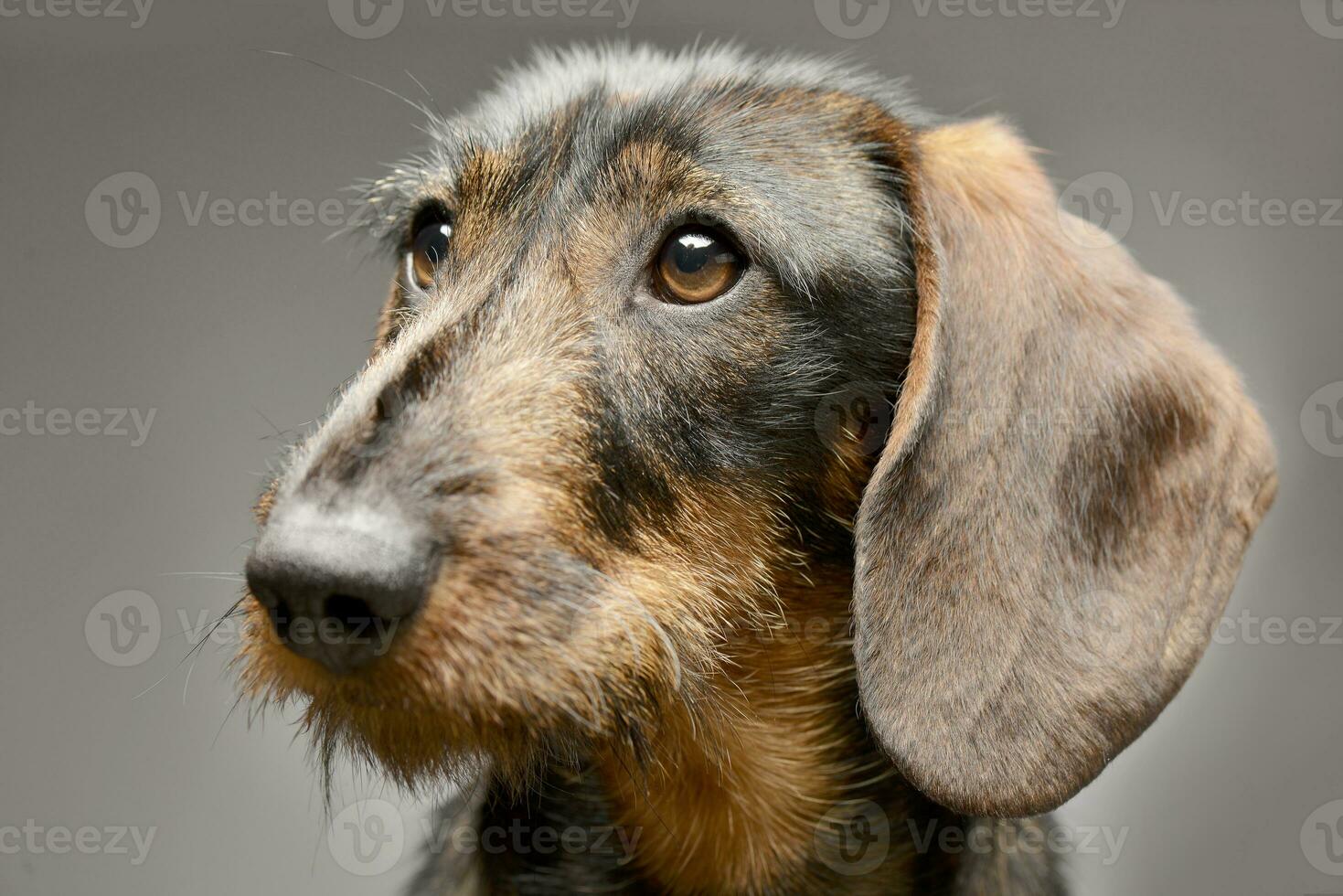 Portrait of an adorable Dachshund photo