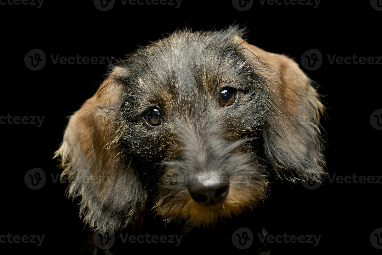 Portrait of an adorable Dachshund photo
