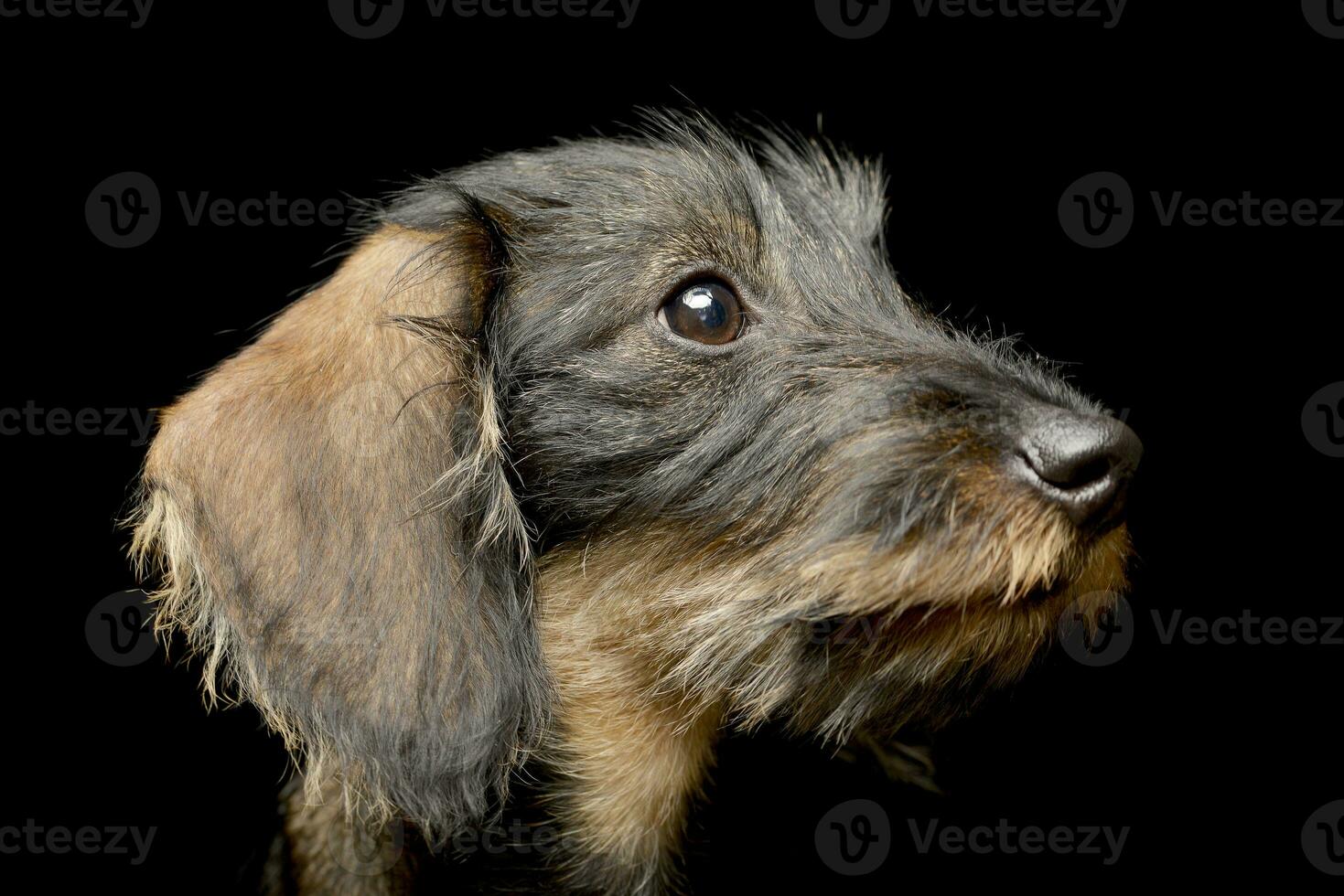 Portrait of an adorable Dachshund photo