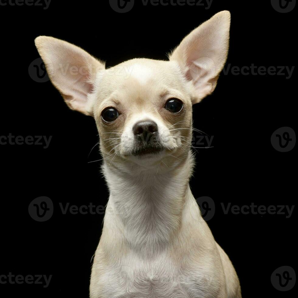 retrato de un adorable chihuahua foto