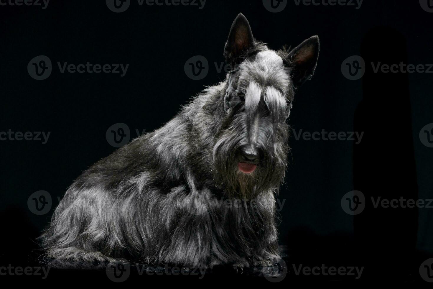 Studio shot of an adorable Scottish terrier photo