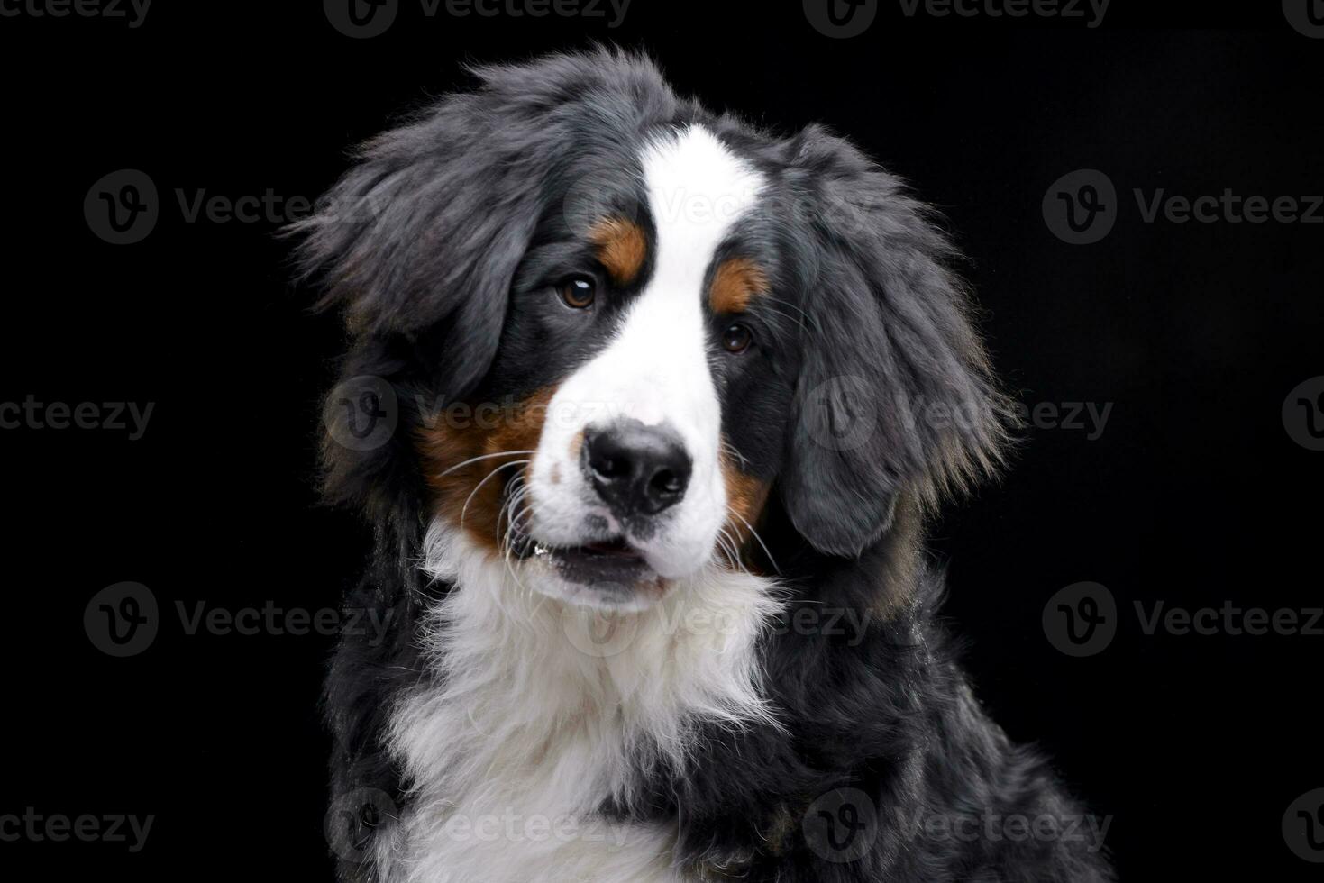 Portrait of an adorable Bernese Mountain Dog photo