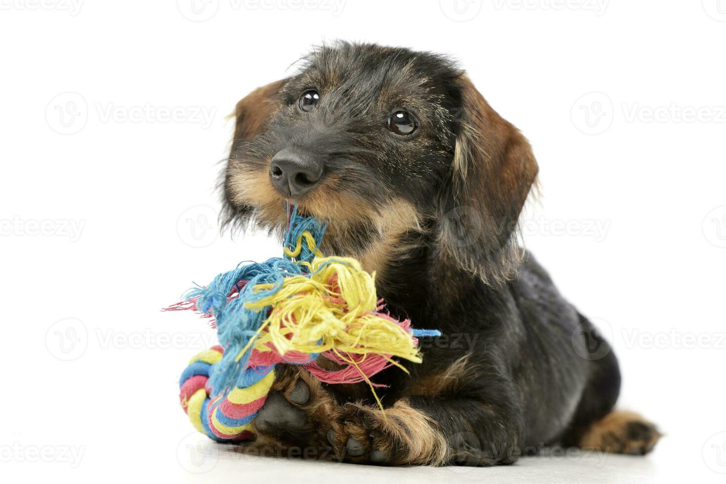 un adorable perro tejonero pago con de colores cuerda foto