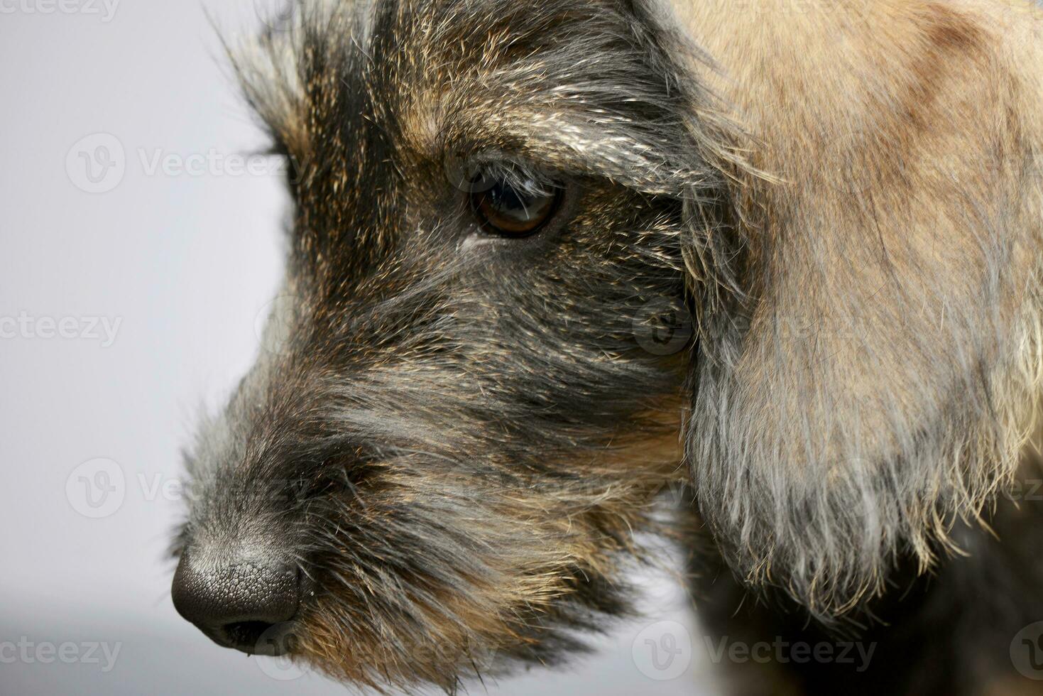Portrait of an adorable Dachshund photo
