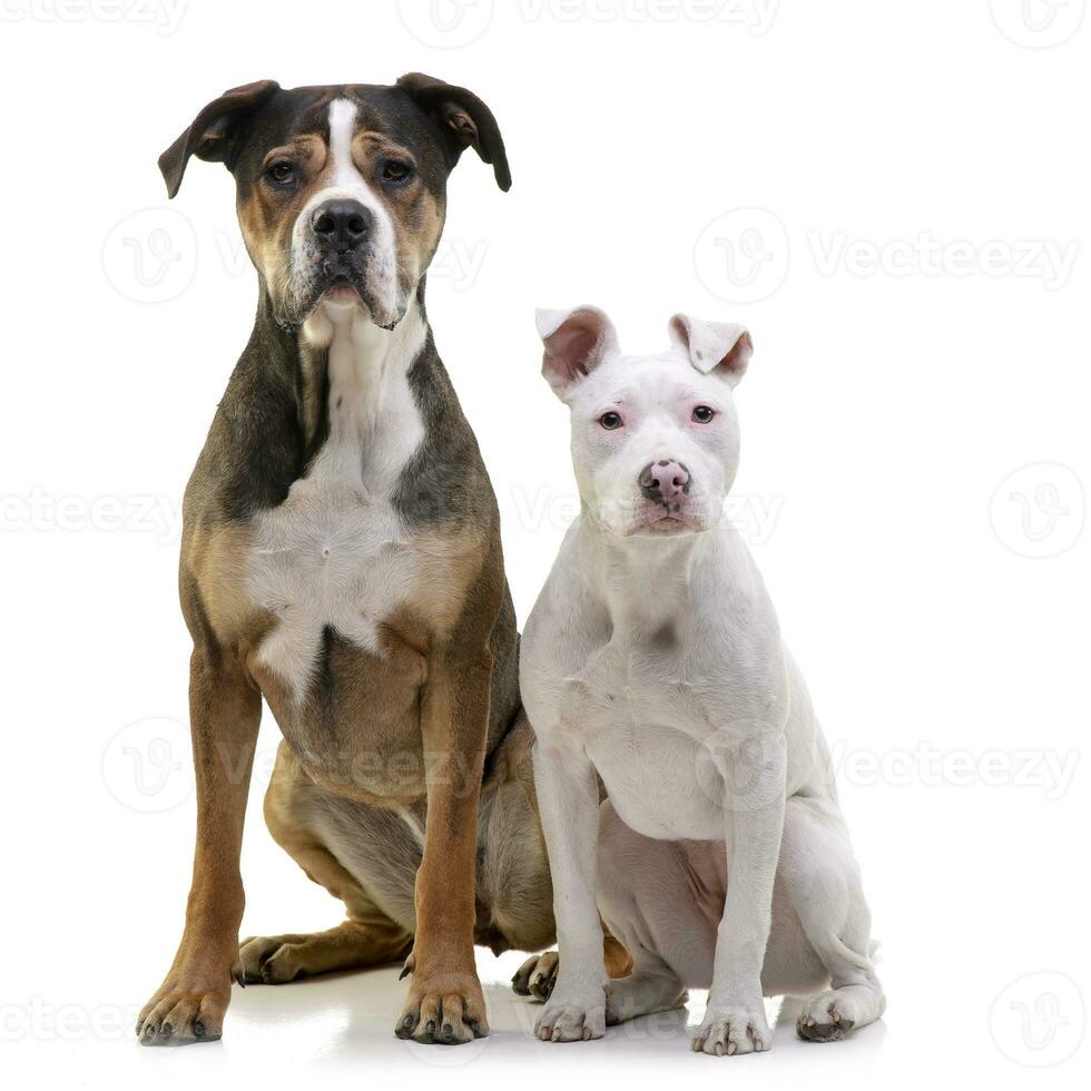 Studio shot of two adorable mixed breed dog photo