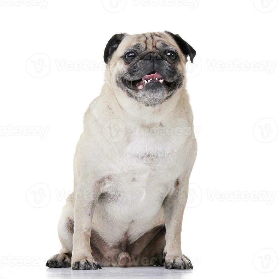 Studio shot of an adorable Mops or Pug photo