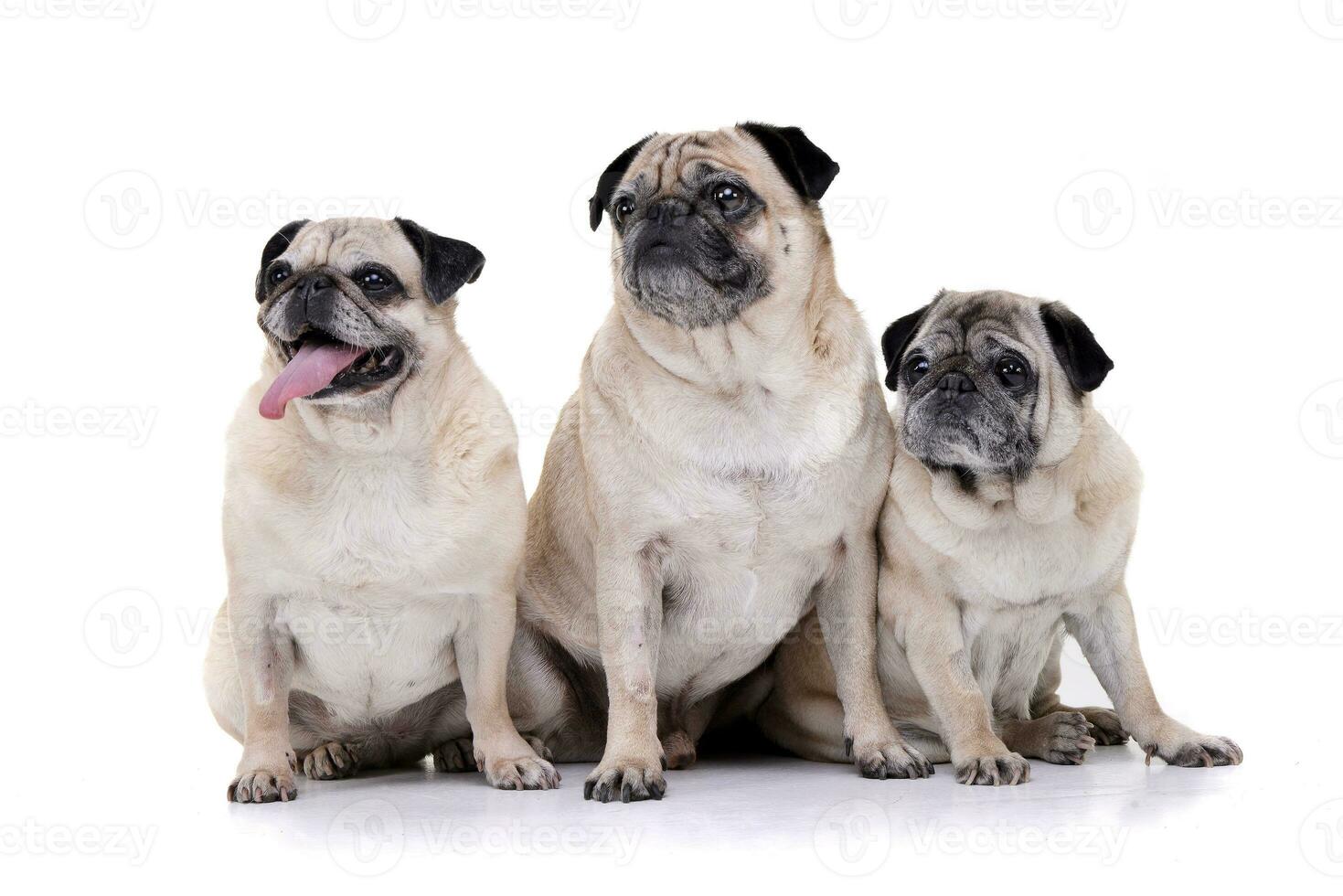 Studio shot of three adorable Mops or Pug photo