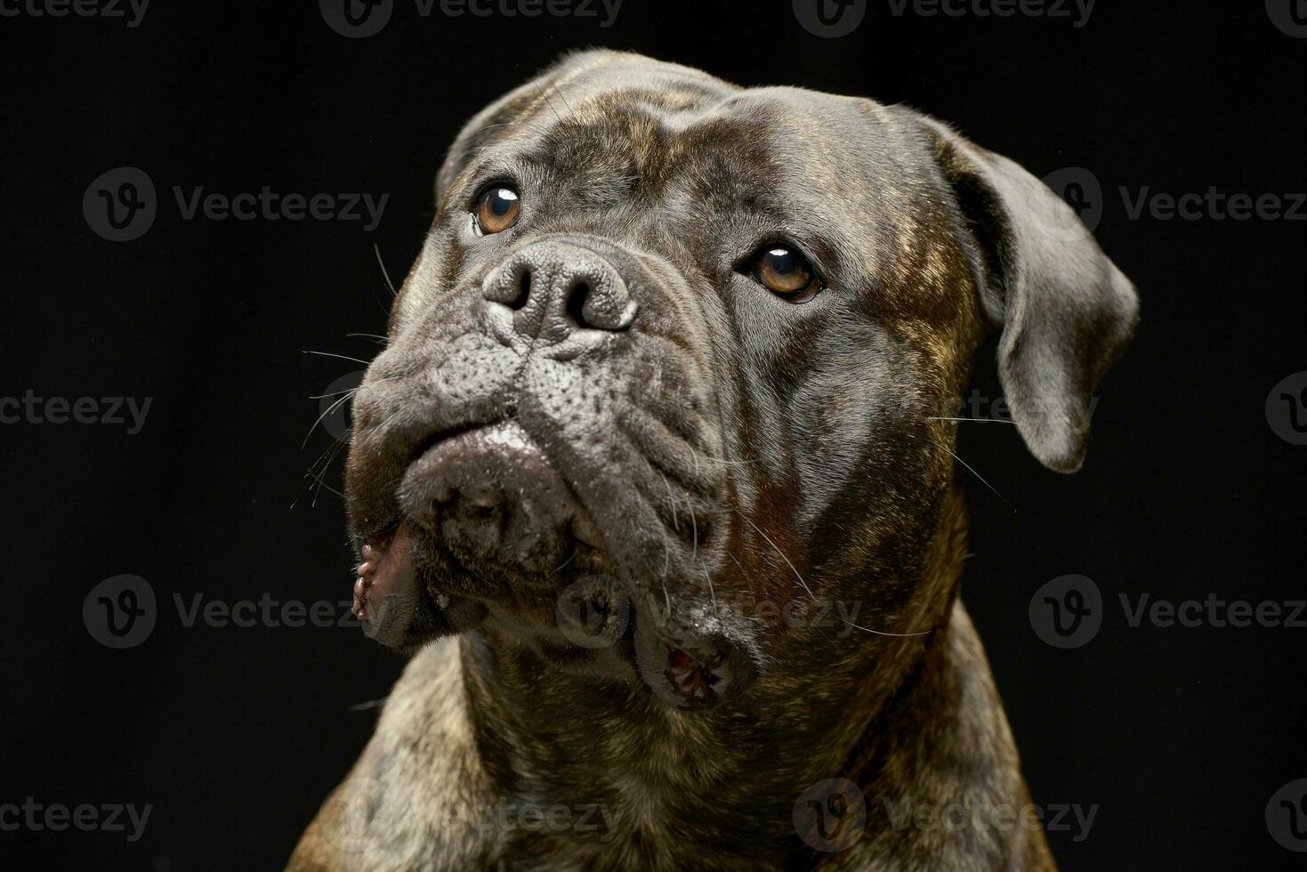 Portrait of an adorable Bull mastiff photo