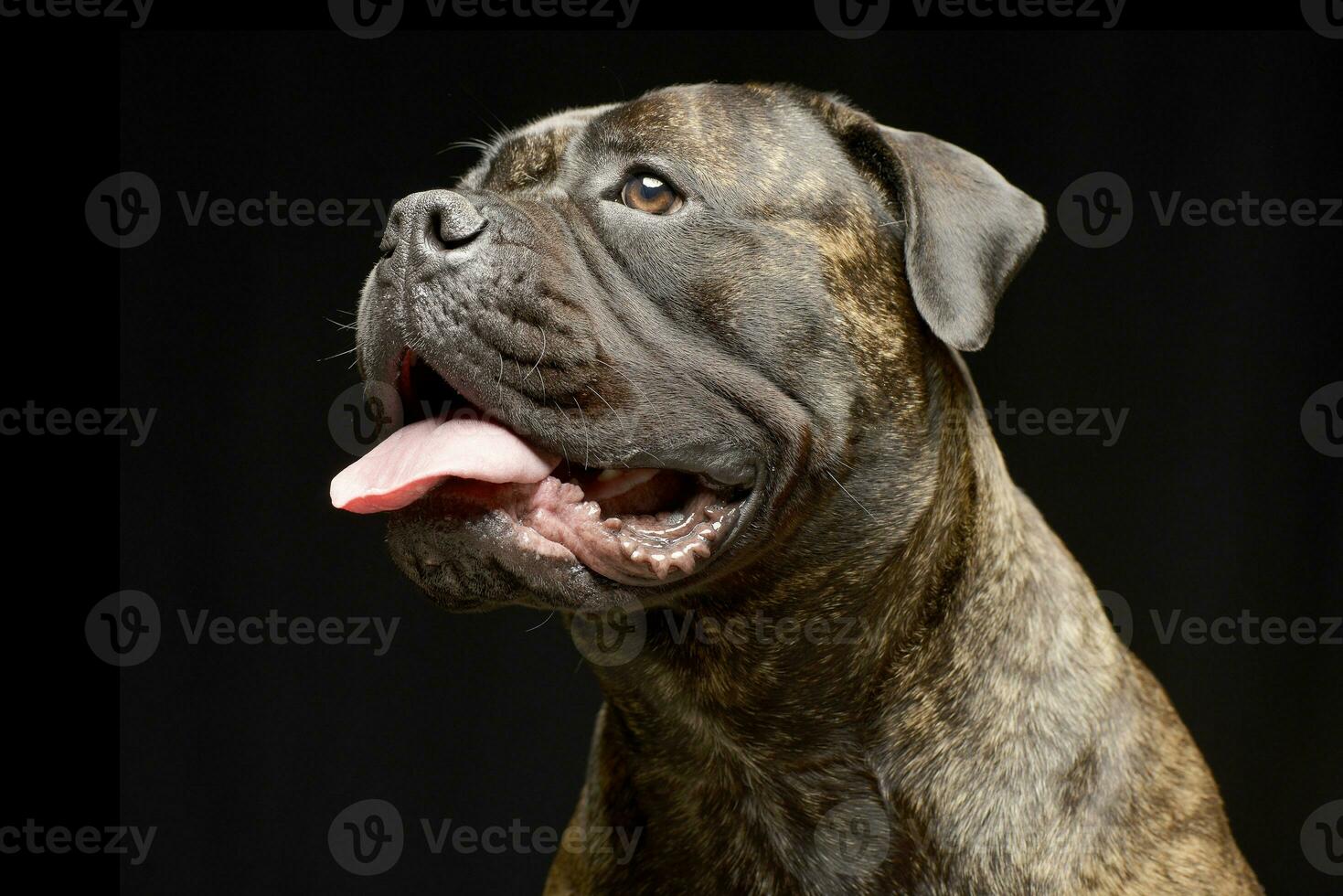 Portrait of an adorable Bull mastiff photo