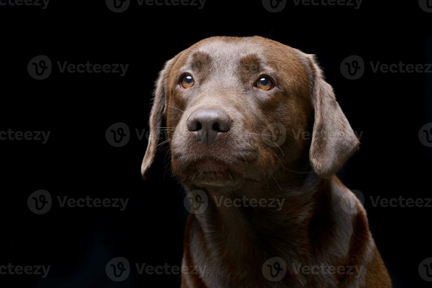 Portrait of an adorable Labrador retriever photo