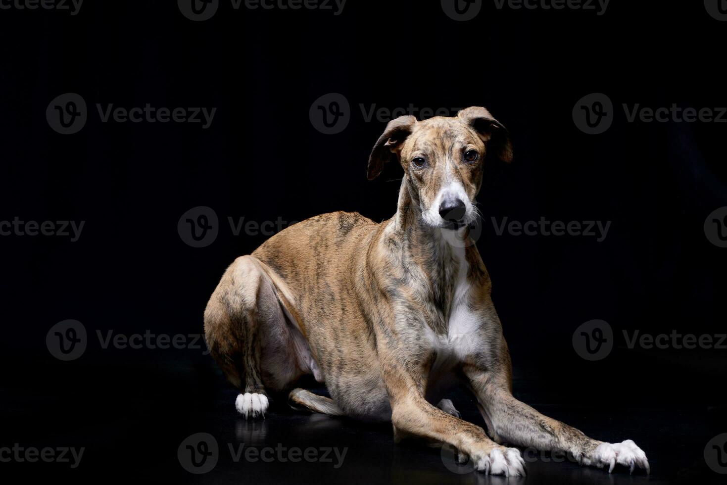 estudio Disparo de un adorable húngaro agar foto