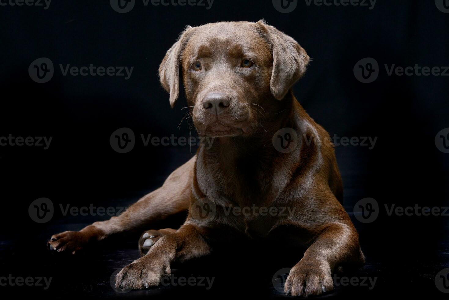 Studio shot of an adorable Labrador retriever photo