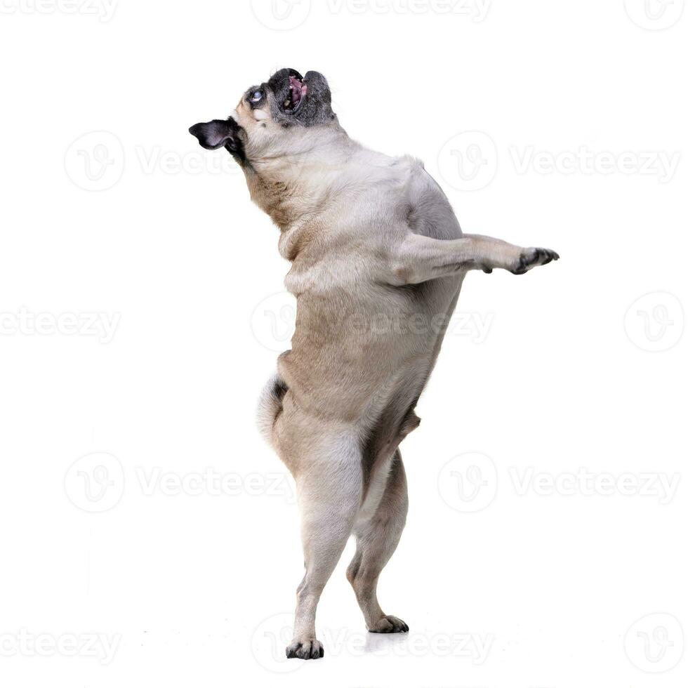 An adorable Mops or Pug standing on hind legs photo