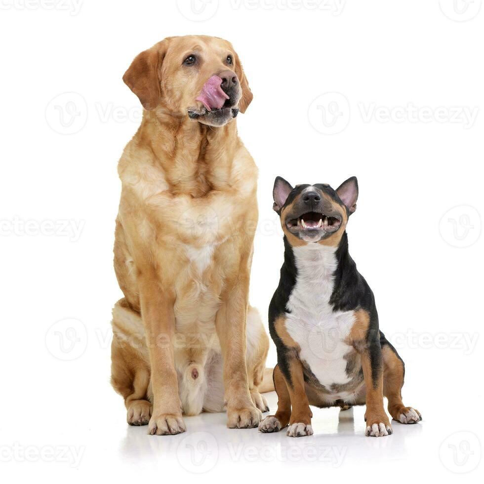 Studio shot of an adorable Bull terrier and a  labrador retriever photo