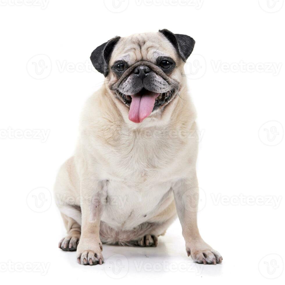 Studio shot of an adorable Mops or Pug photo