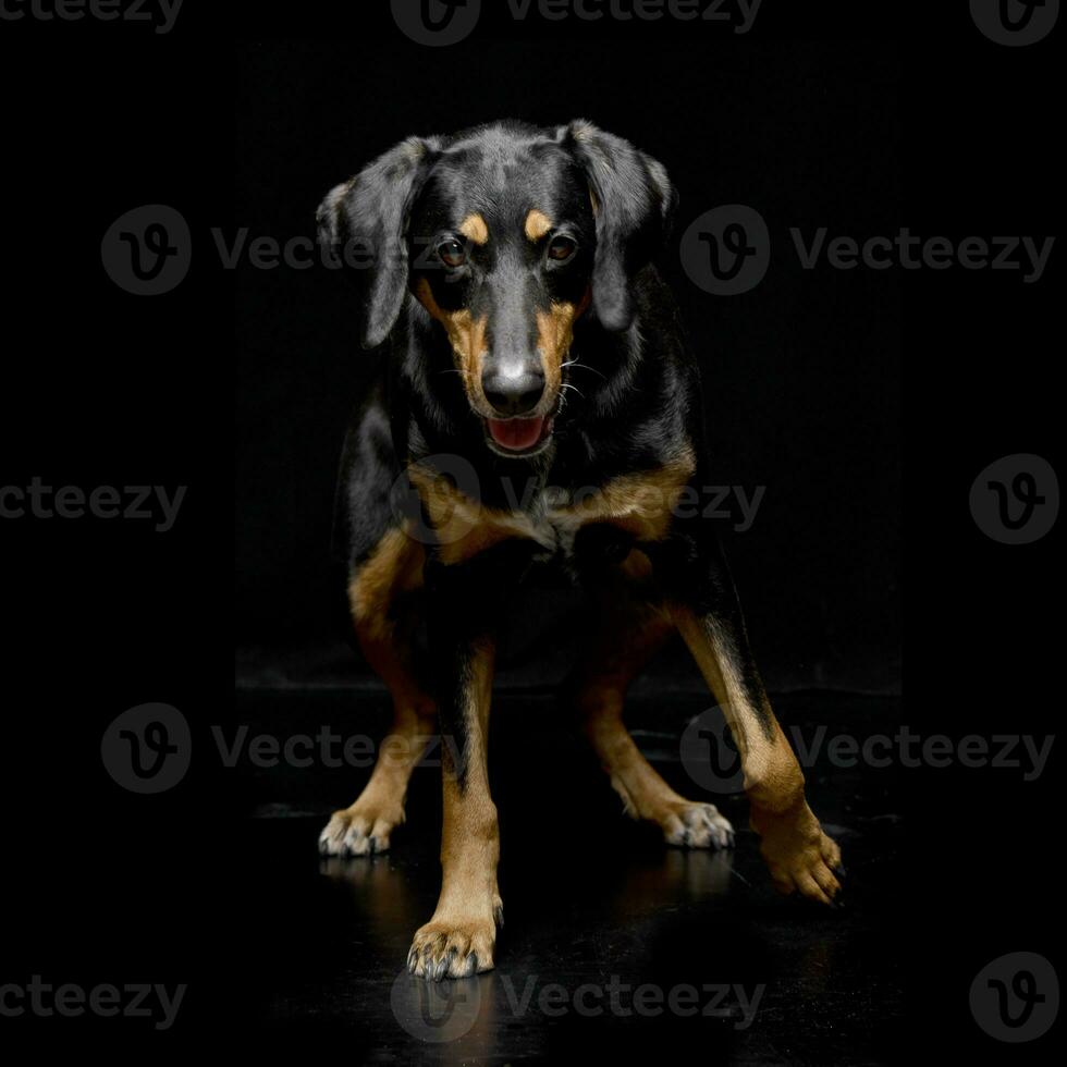 Studio shot of an adorable mixed breed dog photo