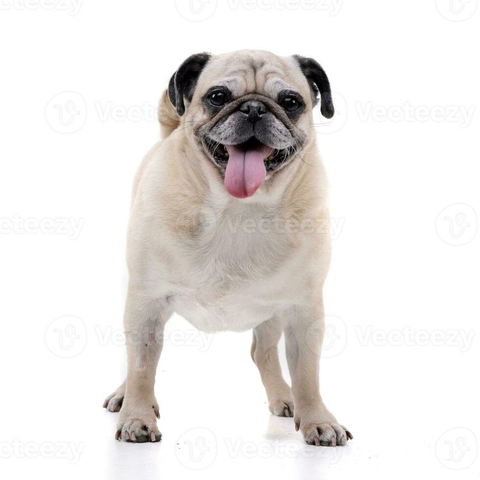 Studio shot of an adorable Mops or Pug photo