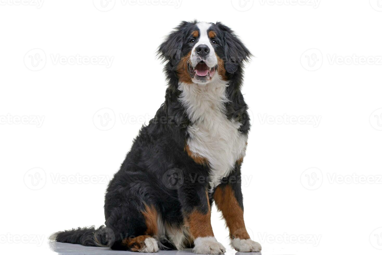 Studio shot of an adorable Bernese Mountain Dog photo