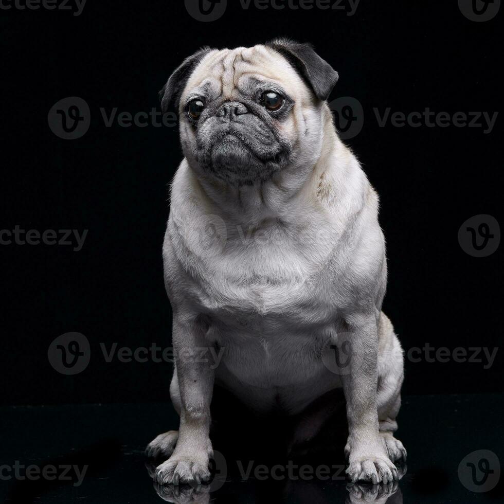 Studio shot of an adorable Mops or Pug photo