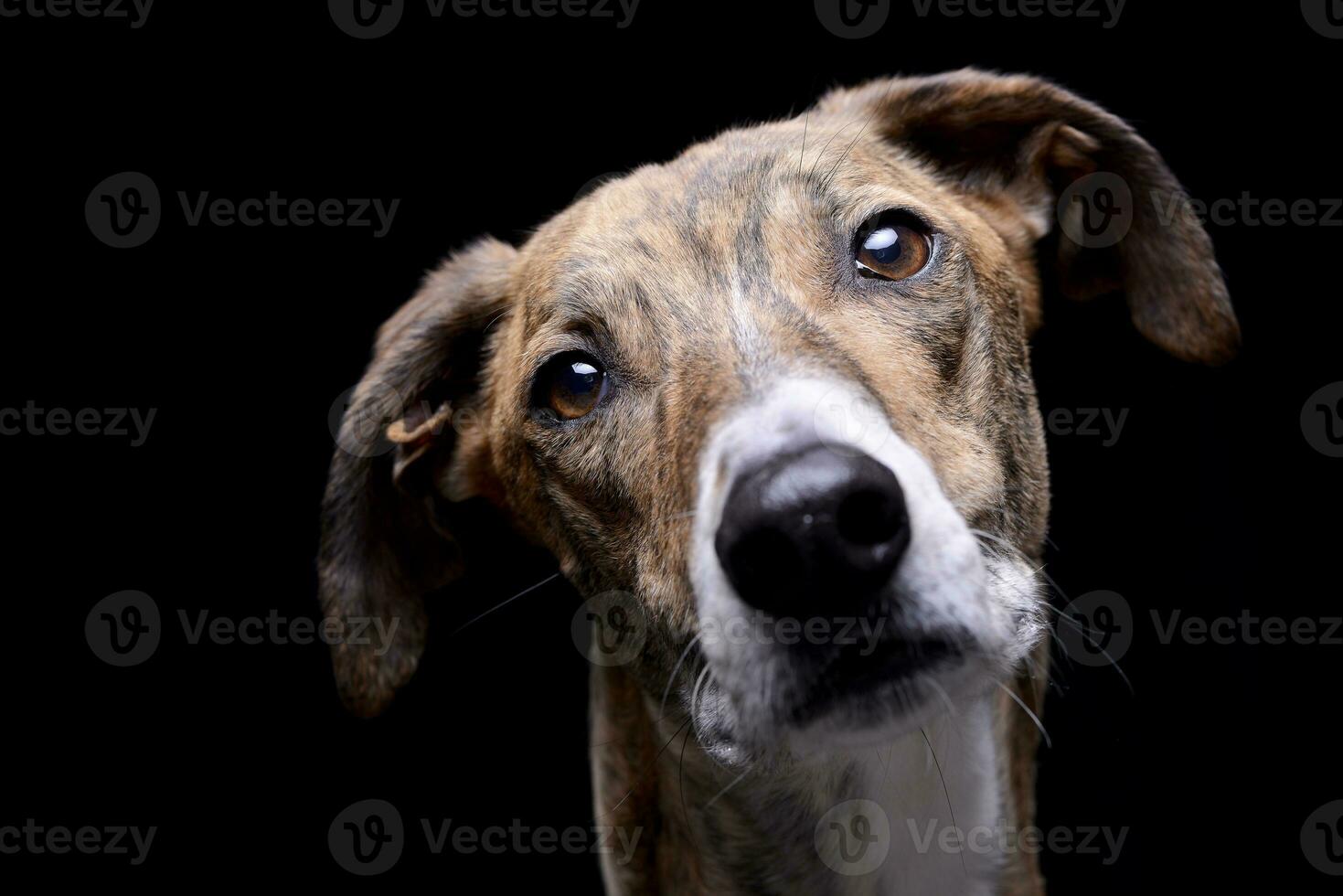 Portrait of an adorable hungarian agar photo