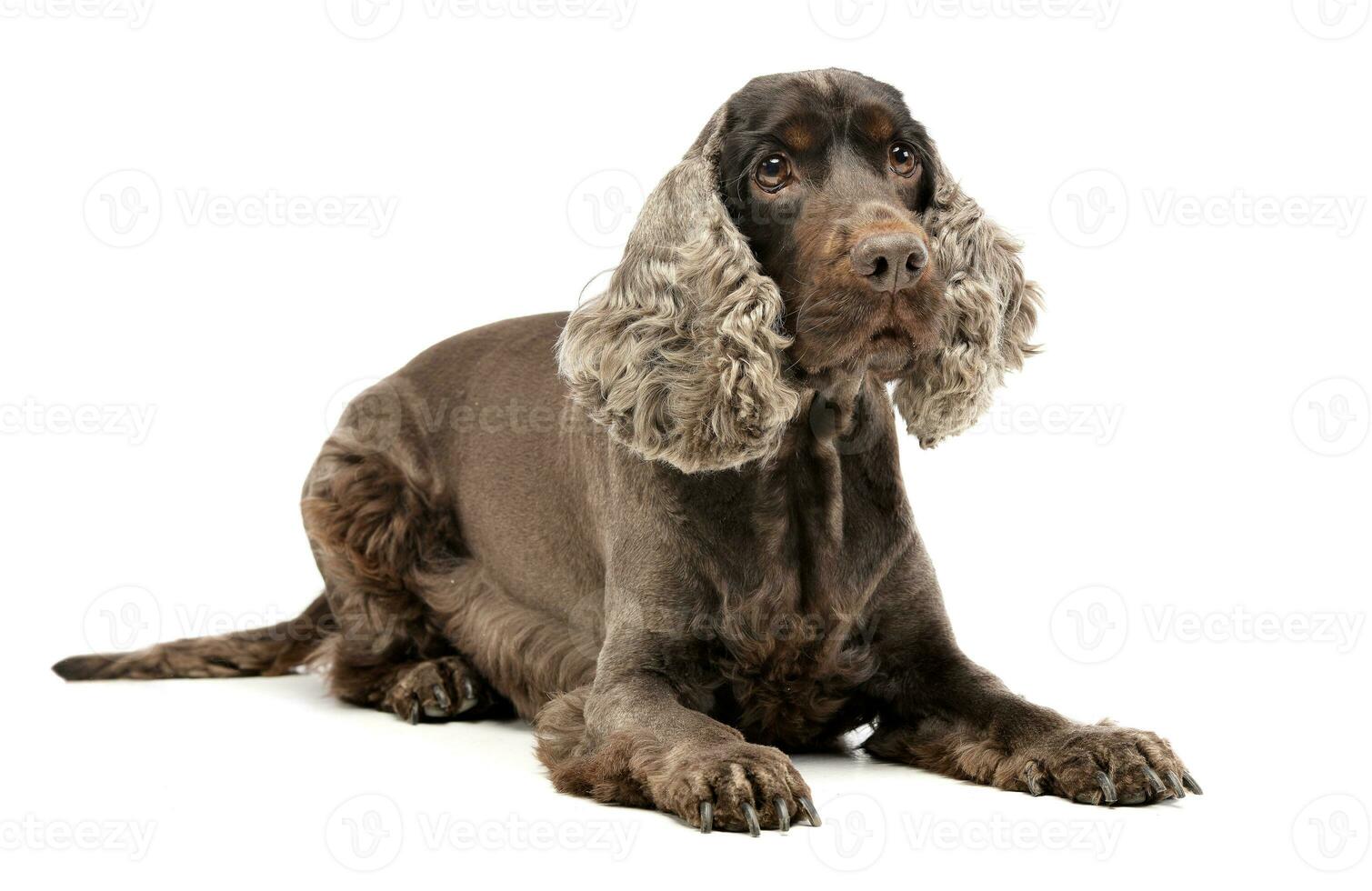 Studio shot of an adorable English Cocker Spaniel photo