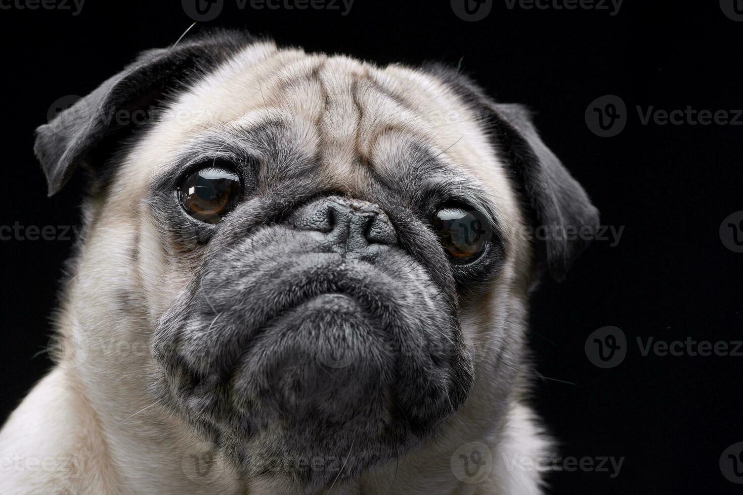Portrait of an adorable Mops or Pug photo
