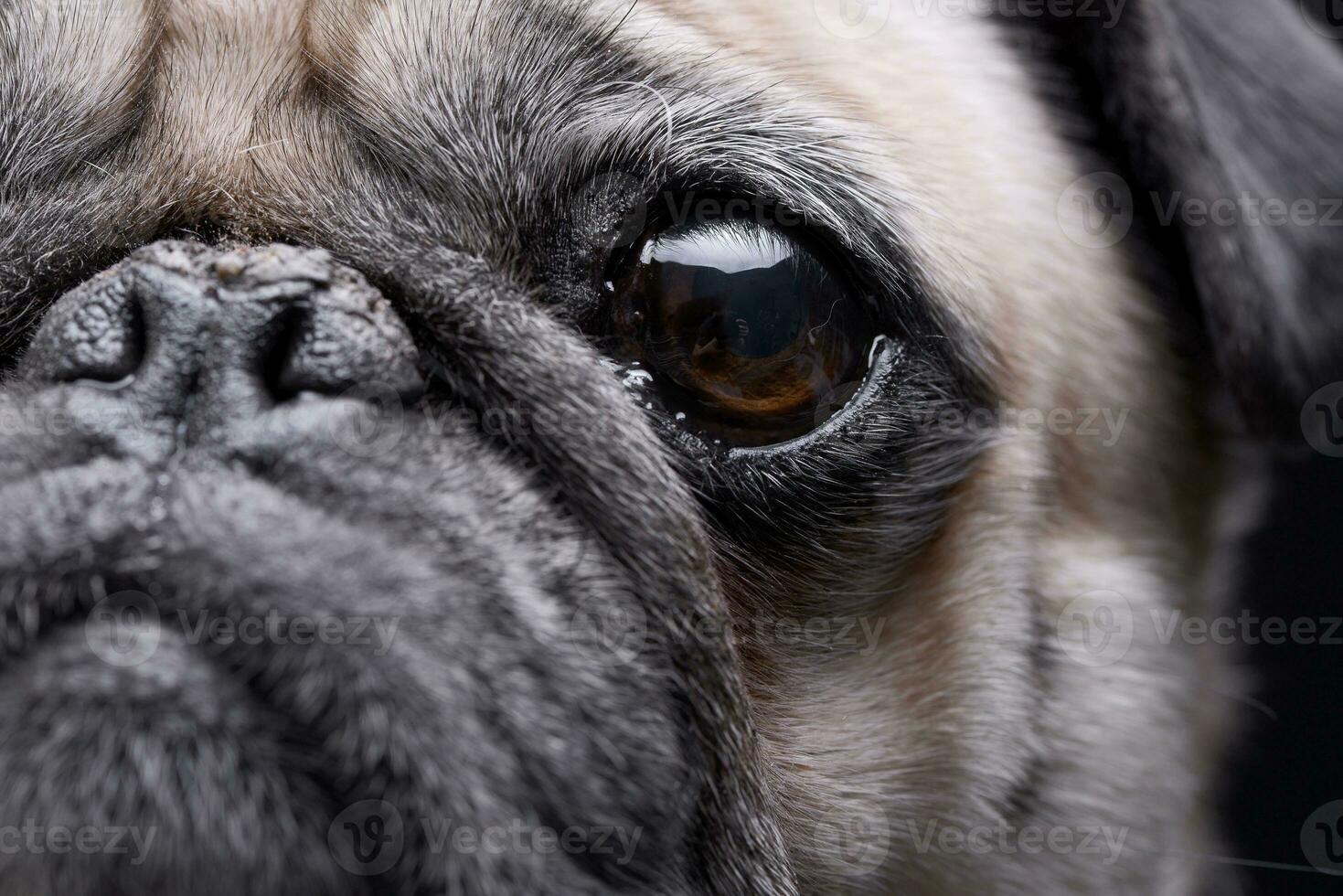 Close portrait of an adorable Mops or Pug photo