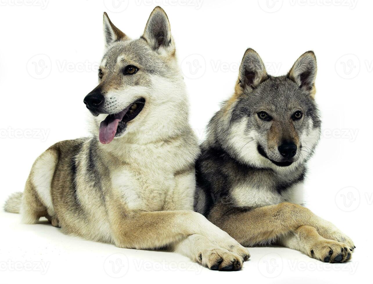Czech wolfs are relaxing on the white floor photo