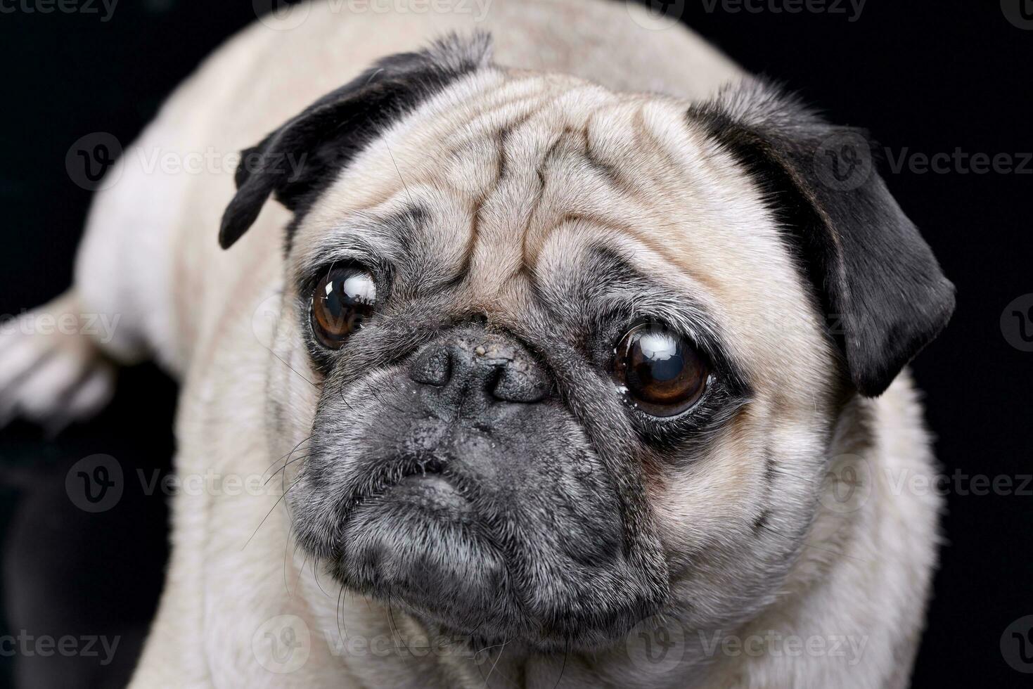 Portrait of an adorable Mops or Pug photo