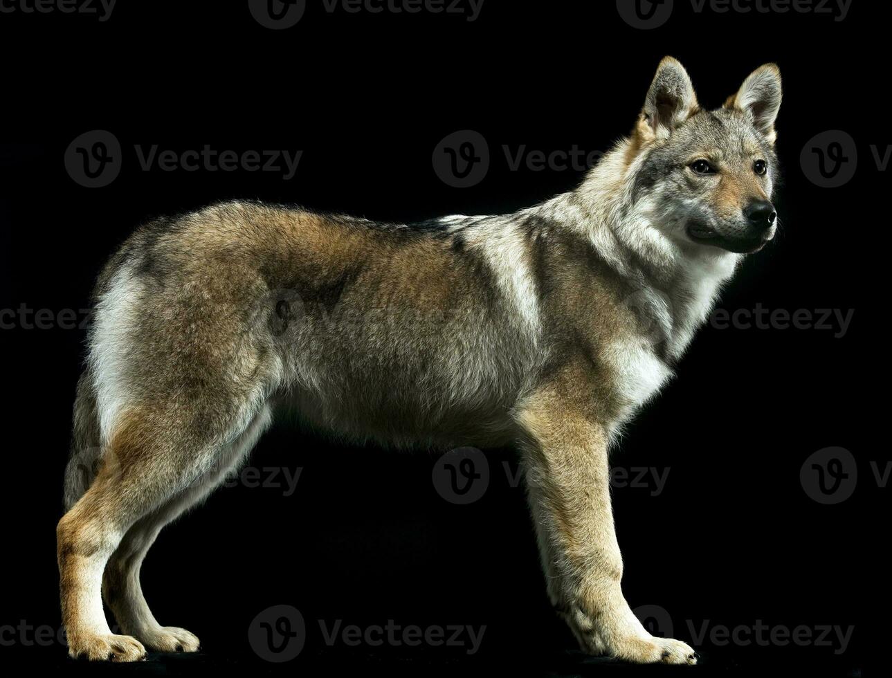 Czech wolf standard in black studio background photo