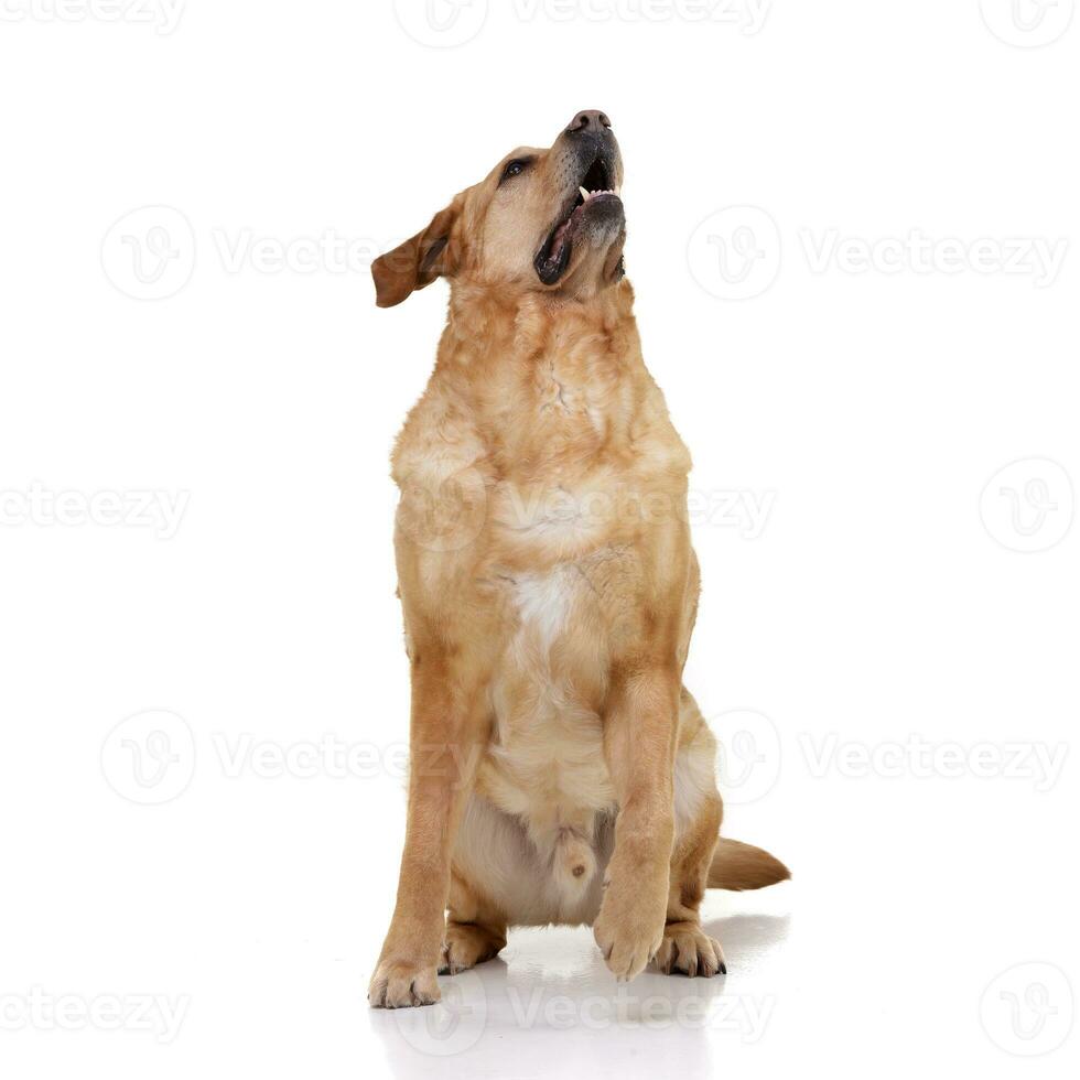 Studio shot of an adorable labrador retriever photo