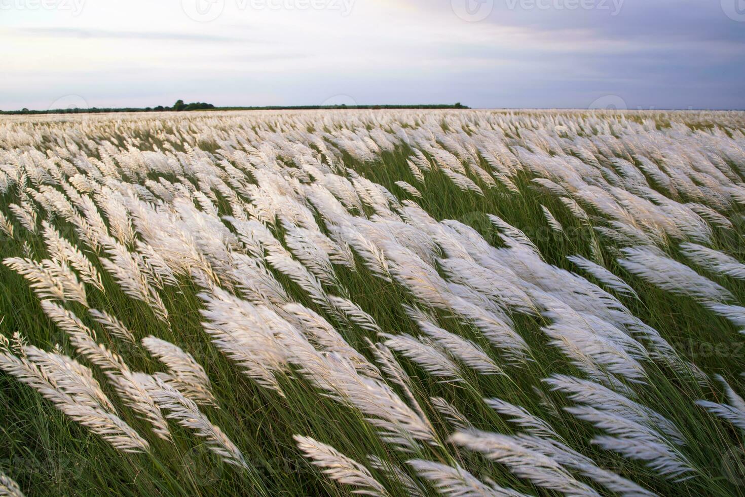 Landscape view of  Autumn Icon.  Blooming Kans grass Saccharum spontaneum flowers field with cloudy blu sky photo