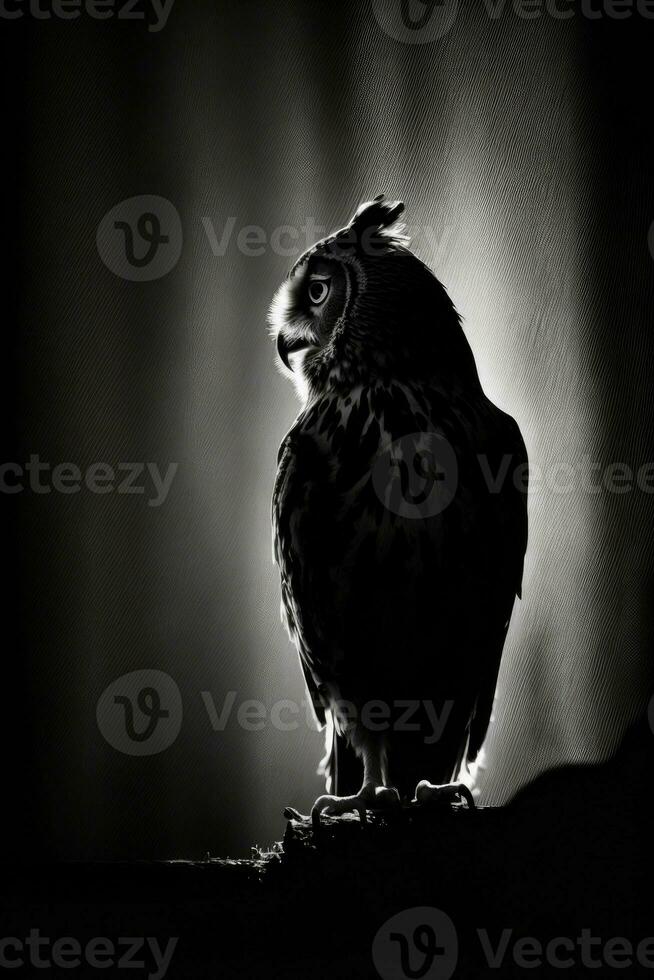 night owl studio silhouette photo black white vintage backlit portrait motion contour tattoo