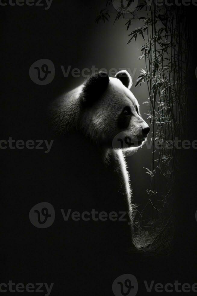 grande panda estudio silueta foto negro blanco Clásico retroiluminado retrato China contorno tatuaje