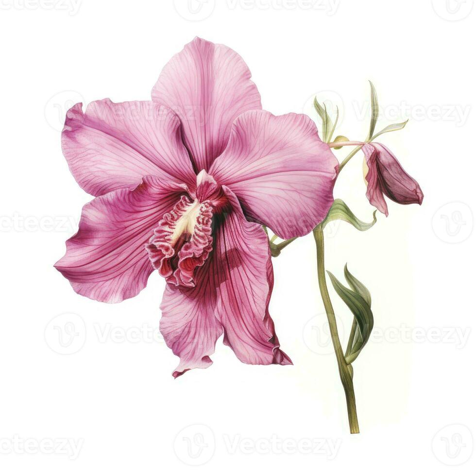 orchid detailed watercolor painting fruit vegetable clipart botanical realistic illustration photo