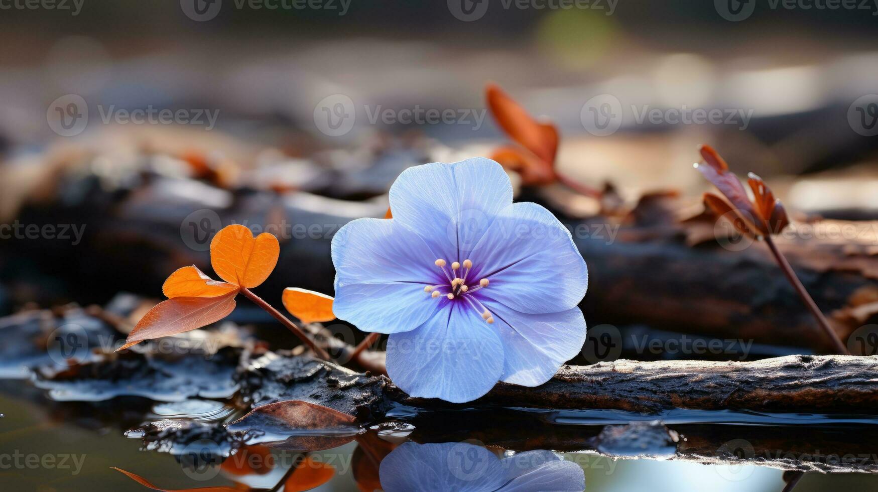 lonely blue flower forest peaceful landscape freedom scene beautiful nature wallpaper photo