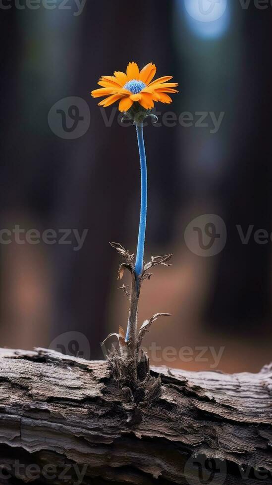 solitario azul flor bosque pacífico paisaje libertad escena hermosa naturaleza fondo de pantalla pantalla foto