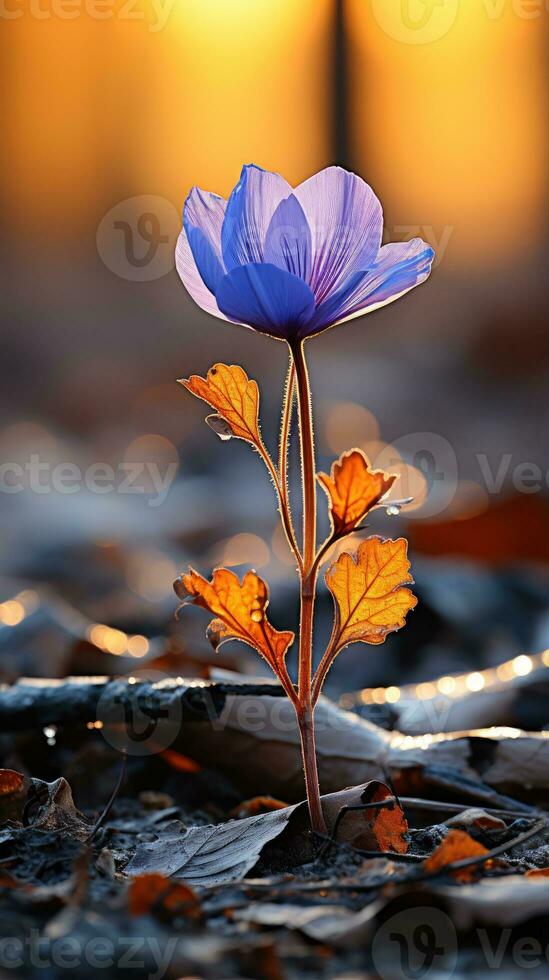 lonely blue flower forest peaceful landscape freedom scene beautiful nature wallpaper screen photo