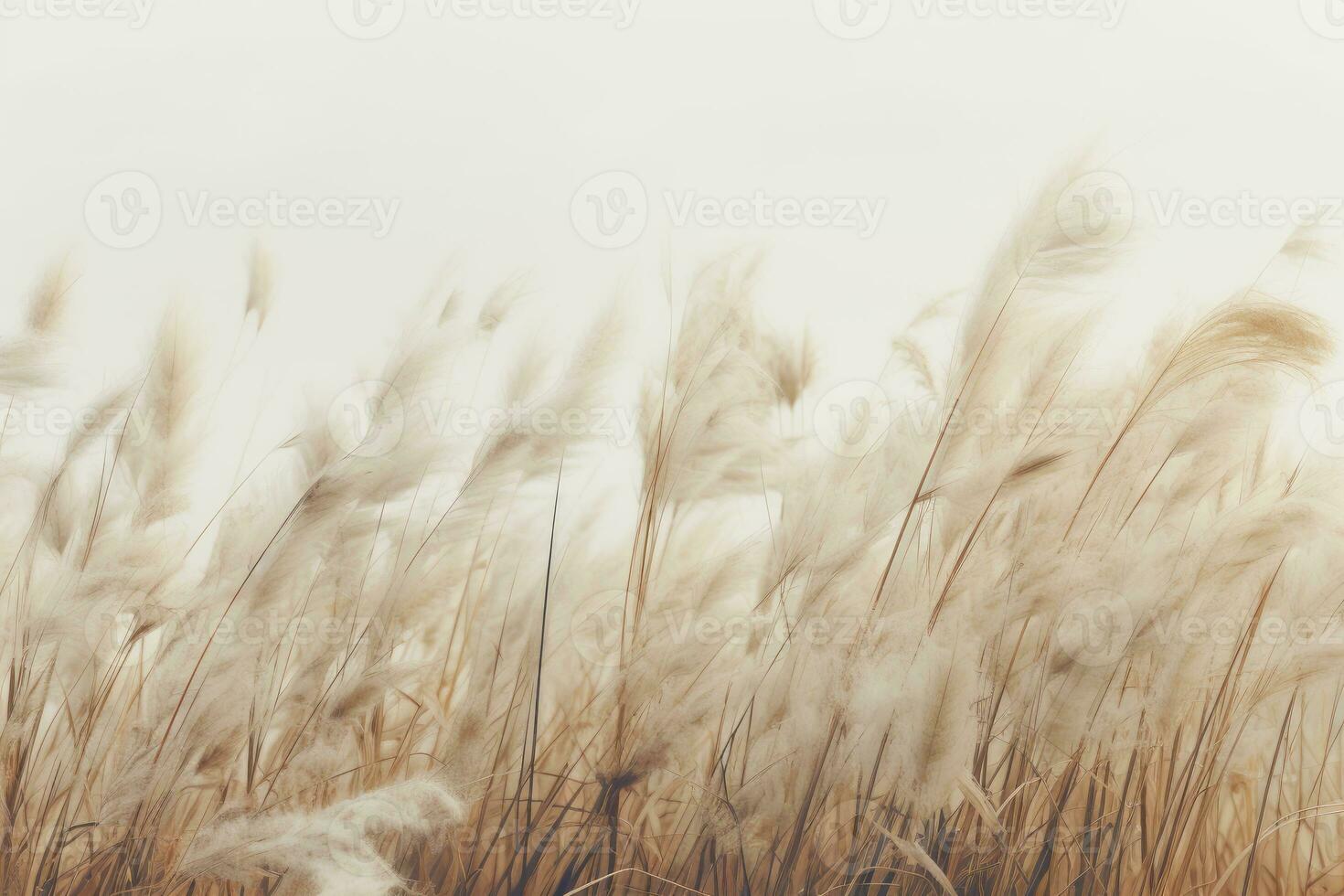 field wind grass moody wild peaceful landscape freedom scene beautiful nature wallpaper photo