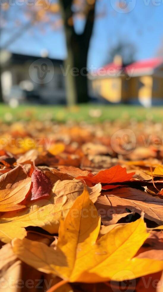 otoño naranja árbol que cae pacífico paisaje libertad escena hermosa naturaleza fondo de pantalla foto