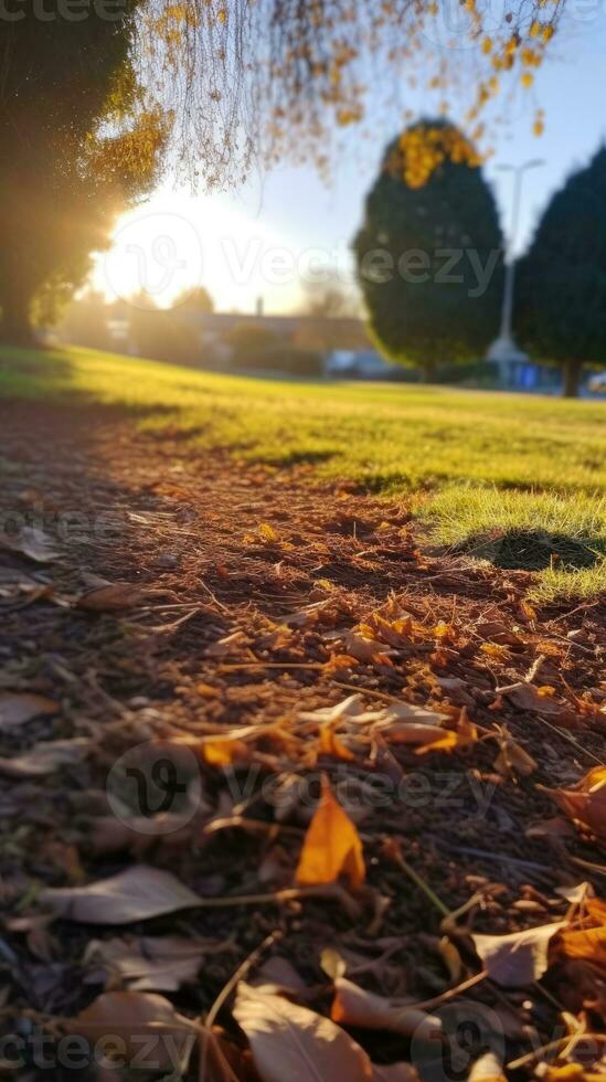 autumn orange tree falling peaceful landscape freedom scene beautiful nature wallpaper photo