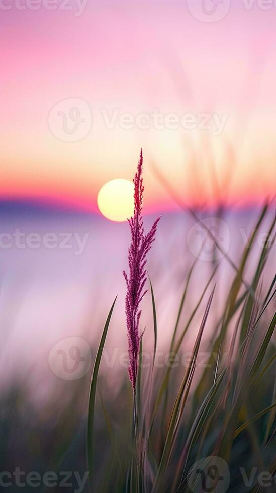 flowers focus sunset tranquility grace landscape zen harmony calmness unity harmony photography photo