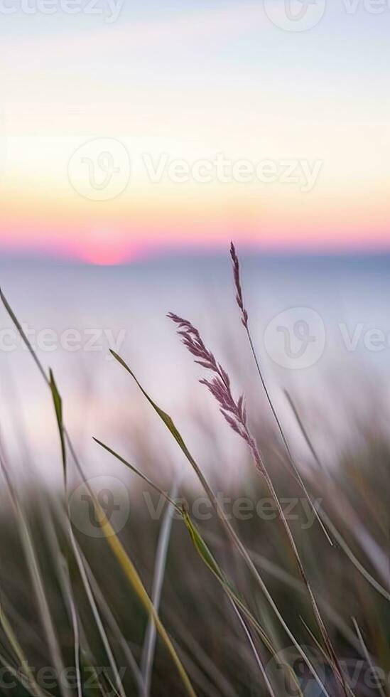 flowers focus sunset tranquility grace landscape zen harmony calmness unity harmony photography photo