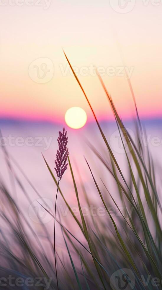 flowers focus sunset tranquility grace landscape zen harmony calmness unity harmony photography photo