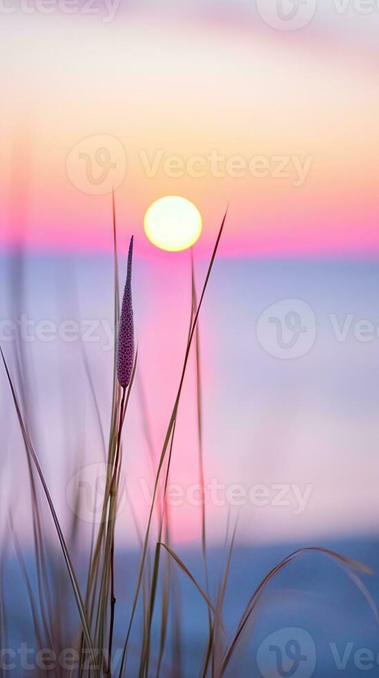 flowers focus sunset tranquility grace landscape zen harmony calmness unity harmony photography photo