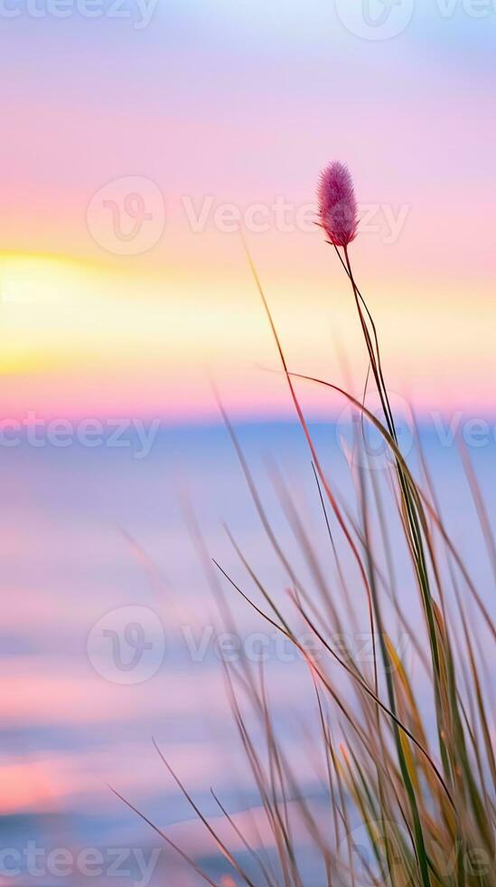 flowers focus sunset tranquility grace landscape zen harmony calmness unity harmony photography photo