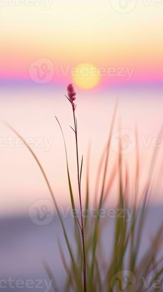flowers focus sunset tranquility grace landscape zen harmony calmness unity harmony photography photo