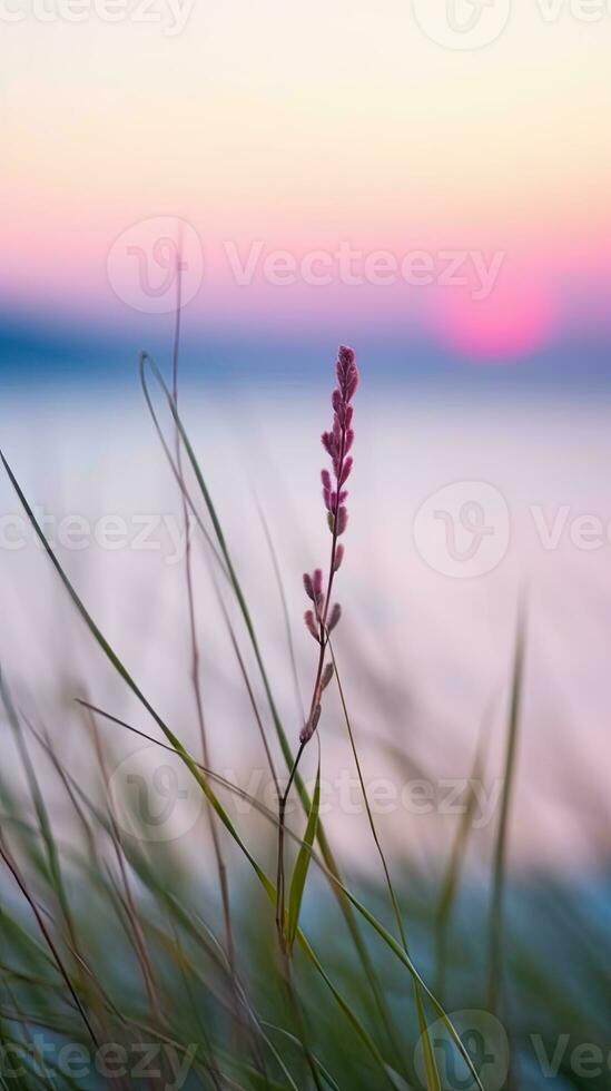 flowers focus sunset tranquility grace landscape zen harmony calmness unity harmony photography photo