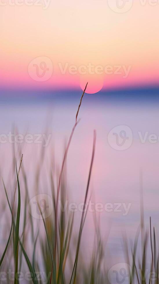 flowers focus sunset tranquility grace landscape zen harmony calmness unity harmony photography photo